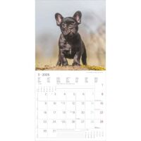 SALE Kalender 2026 Welpen 30 x 30 cm Puppies Hundewelpenkalender