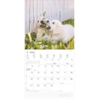 SALE Kalender 2026 Welpen 30 x 30 cm Puppies Hundewelpenkalender