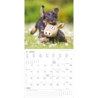 SALE Kalender 2026 Welpen 30 x 30 cm Puppies Hundewelpenkalender