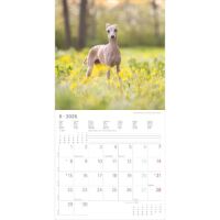 SALE Kalender 2026 Welpen 30 x 30 cm Puppies Hundewelpenkalender