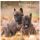SALE Kalender 2026 Welpen 30 x 30 cm Puppies Hundewelpenkalender