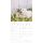 SALE Kalender 2026 Welpen 30 x 30 cm Puppies Hundewelpenkalender