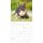 SALE Kalender 2026 Welpen 30 x 30 cm Puppies Hundewelpenkalender