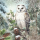 Weihnachten Servietten 25x25 cm 3-lagig 20 Stück Snowy owl FSC Mix  Eule Wald Weihnachten