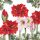 Weihnachten Servietten 25x25 cm 3-lagig 20 Stück Blooming amaryllis white FSC Mix  Amaryllis Ritterstern weiß