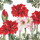 Weihnachten Servietten 25x25 cm 3-lagig 20 Stück Blooming amaryllis white FSC Mix  Amaryllis Ritterstern weiß