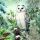 Weihnachten Servietten 33x33 cm 3-lagig 20 Stück Snowy owl FSC Mix  Eule Wald Weihnachten