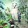Weihnachten Servietten 33x33 cm 3-lagig 20 Stück Snowy owl FSC Mix  Eule Wald Weihnachten