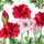 Weihnachten Servietten 33x33 cm 3-lagig 20 Stück Blooming amaryllis white FSC Mix  Amaryllis Ritterstern weiß