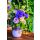 Geburtstag Happy Birthday Blumenvase  Glückwunschkarte mit Umschlag