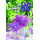 80. Geburtstag Sommer auf dem Land Alles Gute Blumen Glückwunschkarte mit Umschlag