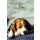 Genesung Gute Besserung Hund Beagle Glückwunschkarte mit Umschlag