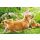 Ostern unverpackte Glückwunschkarte mit Umschlag Fotokarte Hund Eierkorb ohne Text