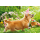 Ostern unverpackte Glückwunschkarte mit Umschlag Fotokarte Hund Eierkorb ohne Text