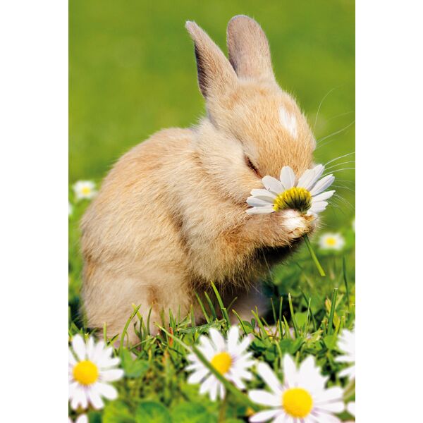 Ostern unverpackte Glückwunschkarte mit Umschlag Fotokarte hase mit Blume ohne Text