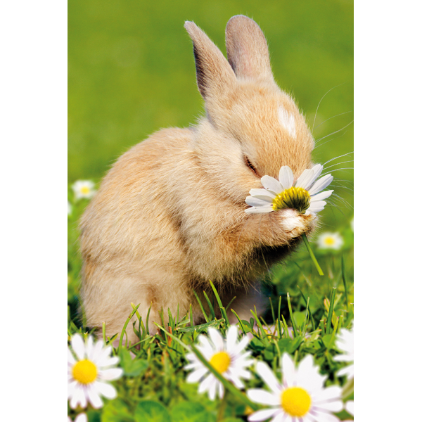 Ostern unverpackte Glückwunschkarte mit Umschlag Fotokarte hase mit Blume ohne Text