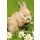 Ostern unverpackte Glückwunschkarte mit Umschlag Fotokarte hase mit Blume ohne Text