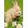 Ostern unverpackte Glückwunschkarte mit Umschlag Fotokarte hase mit Blume ohne Text
