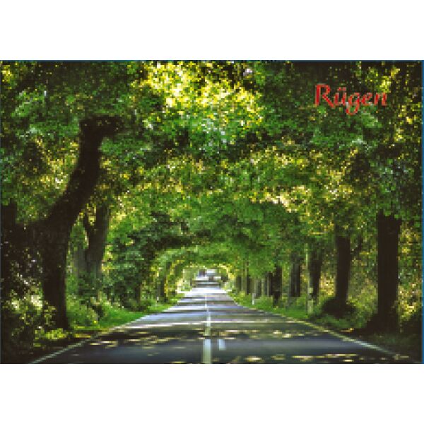 Insel Rügen Magnet Foto Allee Ostseeinsel