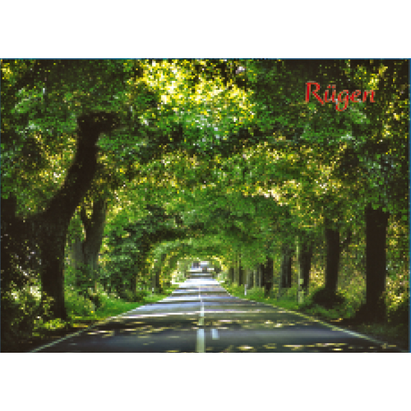 Insel Rügen Magnet Foto Allee Ostseeinsel
