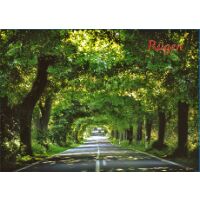 Insel Rügen Magnet Foto Allee Ostseeinsel