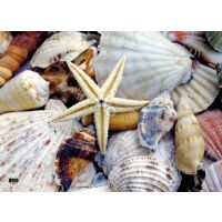 Insel Föhr Tischset Muscheln Seestern Herz Flaschenpost