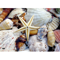 Insel Föhr Tischset Muscheln Seestern Herz Flaschenpost