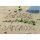 Insel Langeoog Postkarte Ansichtskarte Grüße von der Insel Langeoog im Sand