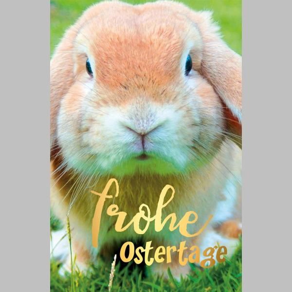 Ostern Glückwunschkarte mit Umschlag Hase auf Wiese Frohe Ostertage mit Goldfolie