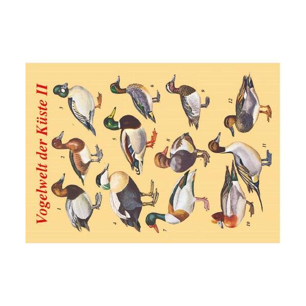 Allgemein Postkarten Enten Vogelwelt der Küste