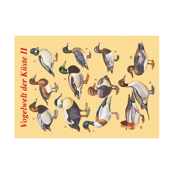 Allgemein Postkarten Enten Vogelwelt der Küste