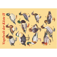 Allgemein Postkarten Enten Vogelwelt der Küste