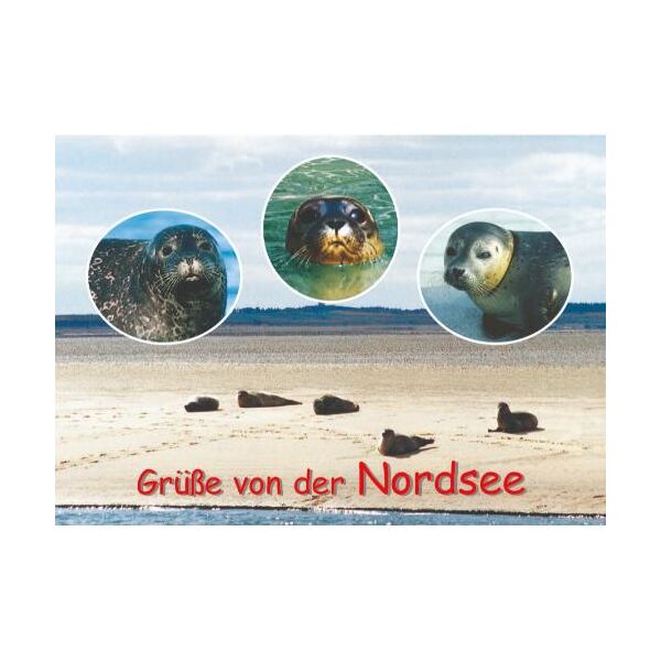 Allgemein Postkarten maritim Robben Grüße von der Nordsee