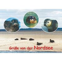 Allgemein Postkarten maritim Robben Grüße von...