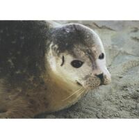 Allgemein Postkarten Maritim Robbe Seehund