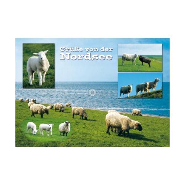 Allgemein Postkarten Schafe auf Wiese Grüße von der Nordsee