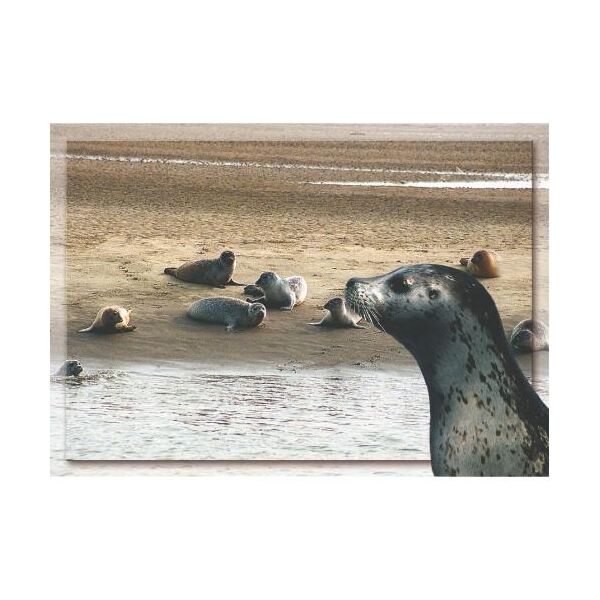 Allgemein Postkarten Ansichtskarte Seehunde am Strand