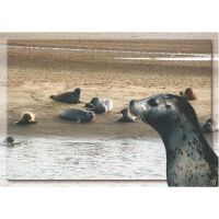 Allgemein Postkarten Ansichtskarte Seehunde am Strand