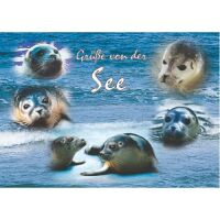 Allgemein Postkarten Ansichtskarten 6 Seehunde