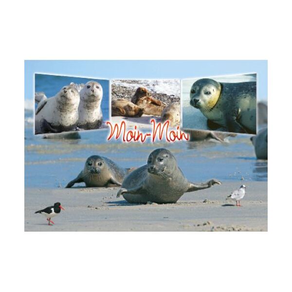 Allgemein Postkarten Ansichtskarten Moin Moin 4 Seehundmotive