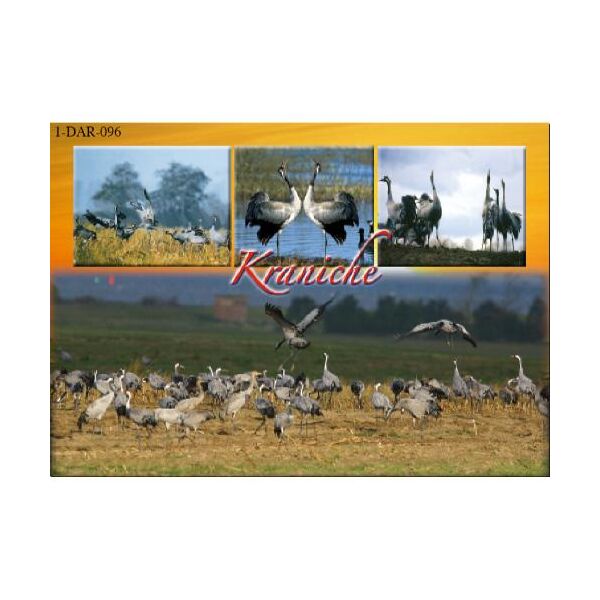 Kranichkarte Postkarte Kraniche Tierpostkarte Fischland-Darß-Zingst