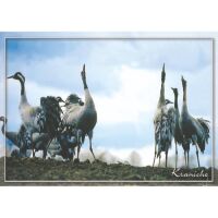 Zingst Postkarten Motive 027