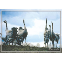 Zingst Postkarten Motive 027