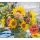 Kalender 2027 tm Blumen Bildkalender 30 X 27