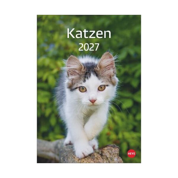 Kalender 2027 Katzen 23,5 X 33,5