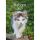 Kalender 2027 Katzen 23,5 X 33,5