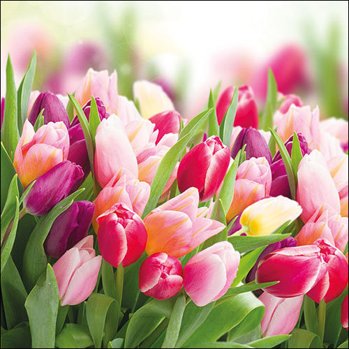 Servietten Lunch – Napkin Lunch – Format: 33 x 33 cm – 3-lagig – 20 Servietten pro Packung - Glorious Tulips – bunte Tulpen - Ambiente