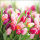 Servietten Lunch – Napkin Lunch – Format: 33 x 33 cm – 3-lagig – 20 Servietten pro Packung - Glorious Tulips – bunte Tulpen - Ambiente