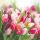 Cocktail Servietten 25 x 25 cm 3-lagig 20 Servietten Glorious Tulips FSC Mix Tulpen