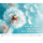 Kalender 2027 Tischaufstellkalender Kleiner Kalender zum Glücklichsein - 14x12 Alpha Edition